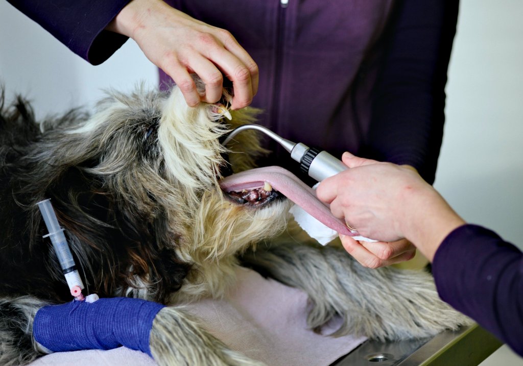 Hund mit Beatmungsschlauch auf dem Behandlungstisch.