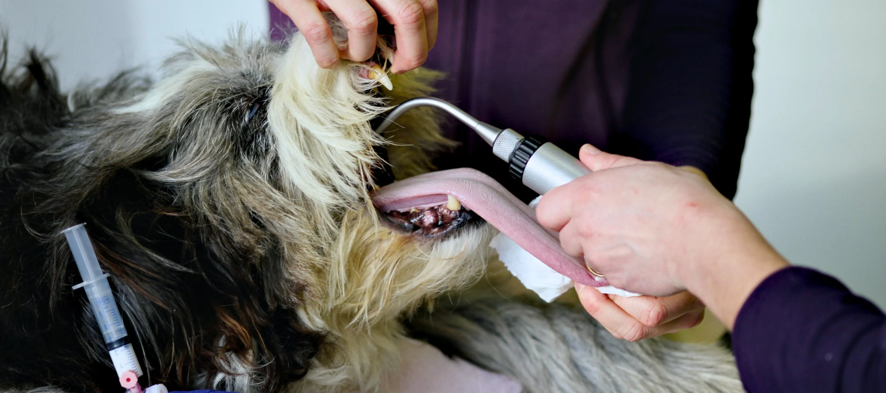 Hund mit Beatmungsschlauch auf dem Behandlungstisch