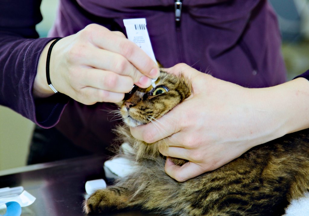 Katze bekommt in der Praxis Augentropfen.