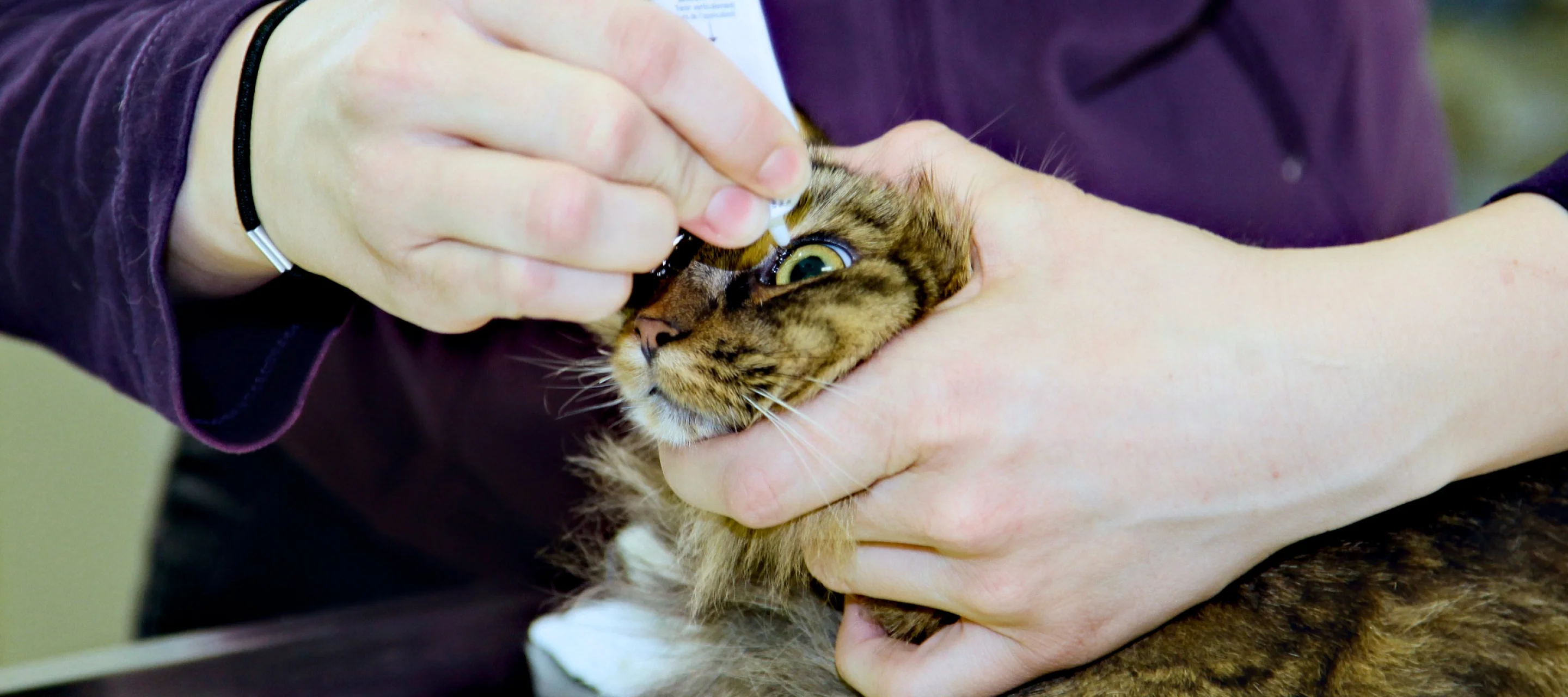 Katze bekommt in der Praxis Augentropfen