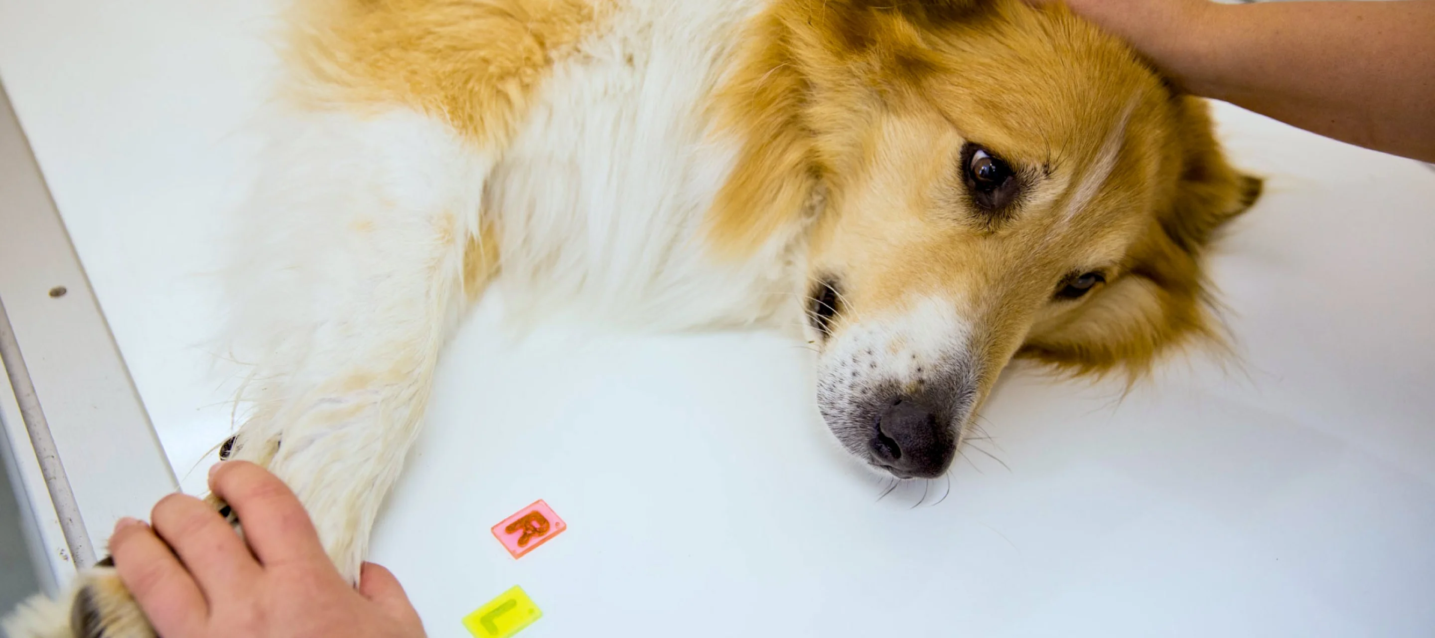 Erschöpfter Hund liegt auf dem Behandlungstisch