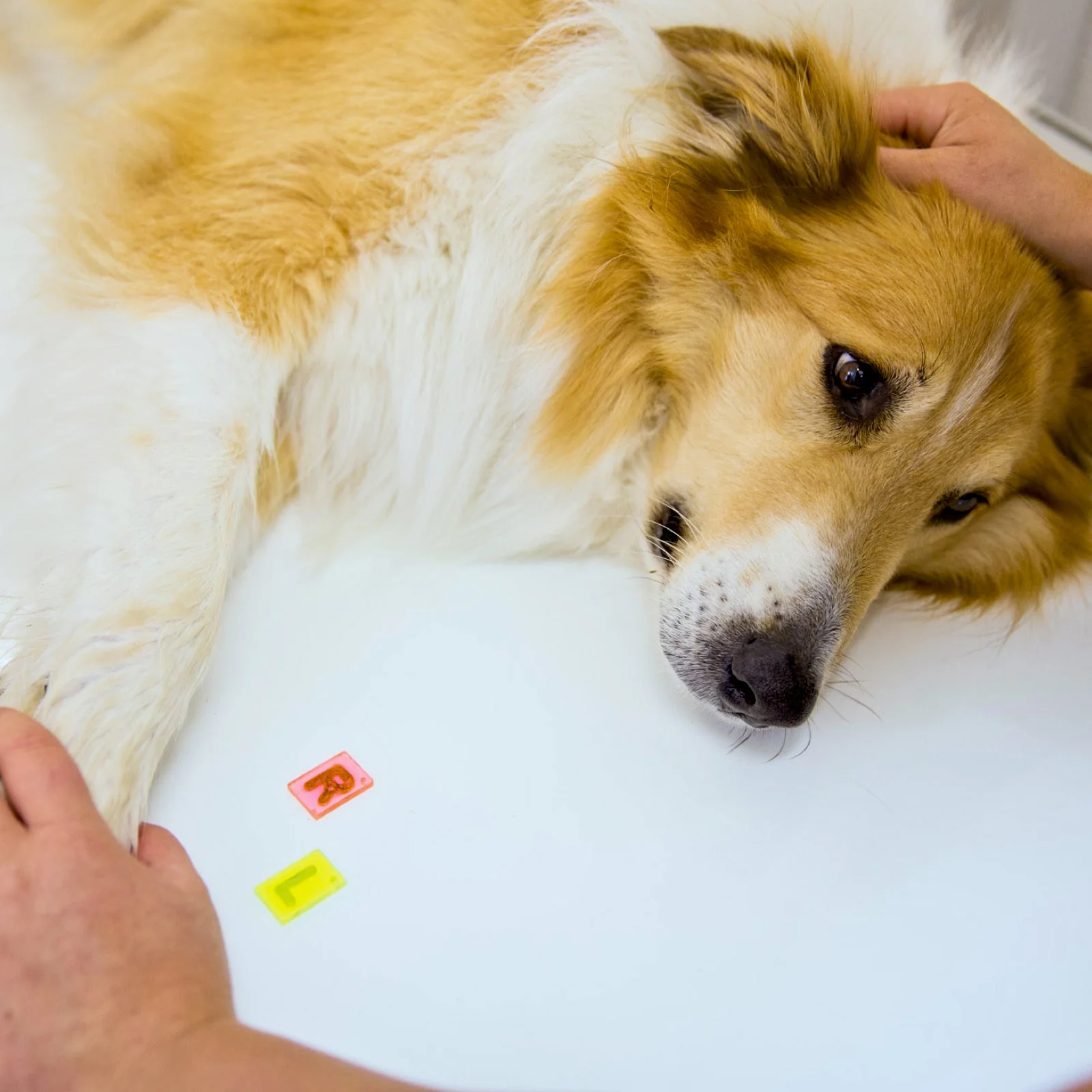 Erschöpfter Hund liegt auf dem Behandlungstisch