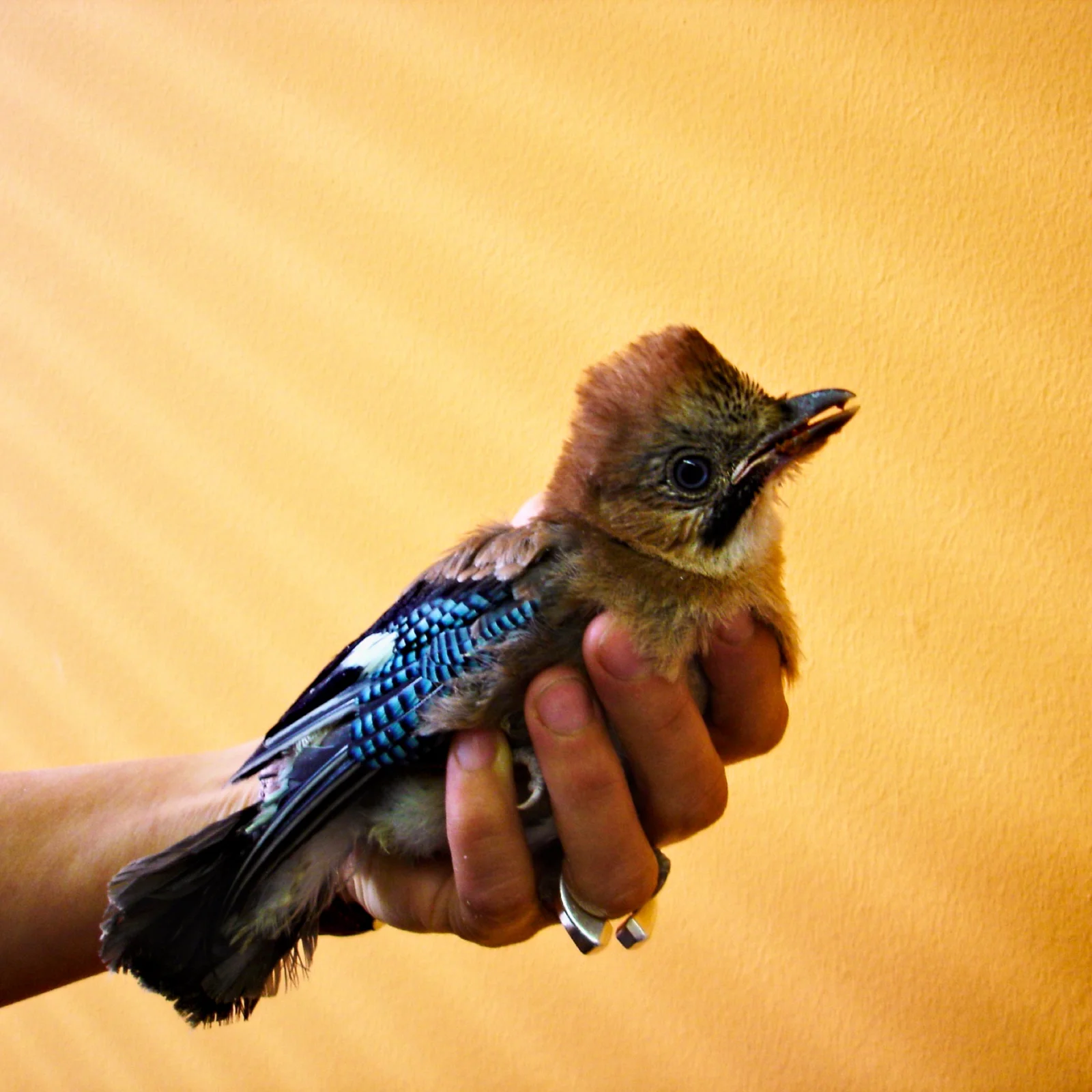 Junger Eichelhäher in einer Hand