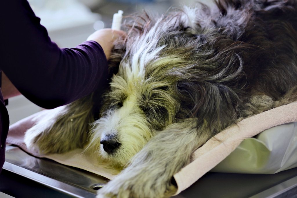Hund wird auf dem Behandlungstisch untersucht.