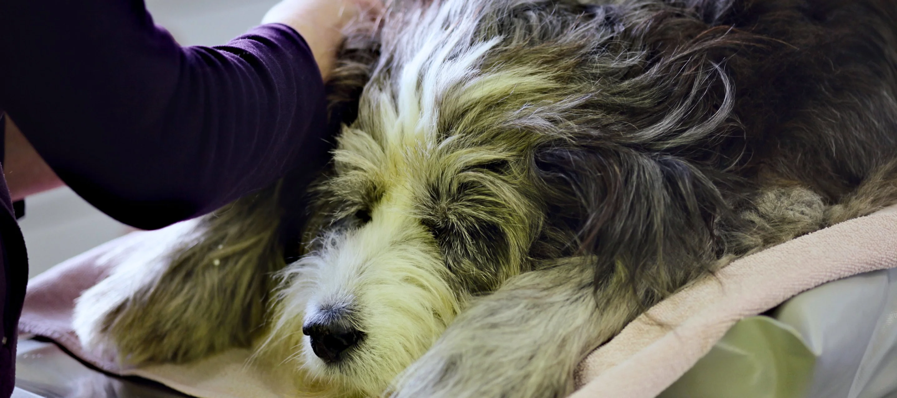 Hund wird auf dem Behandlungstisch untersucht