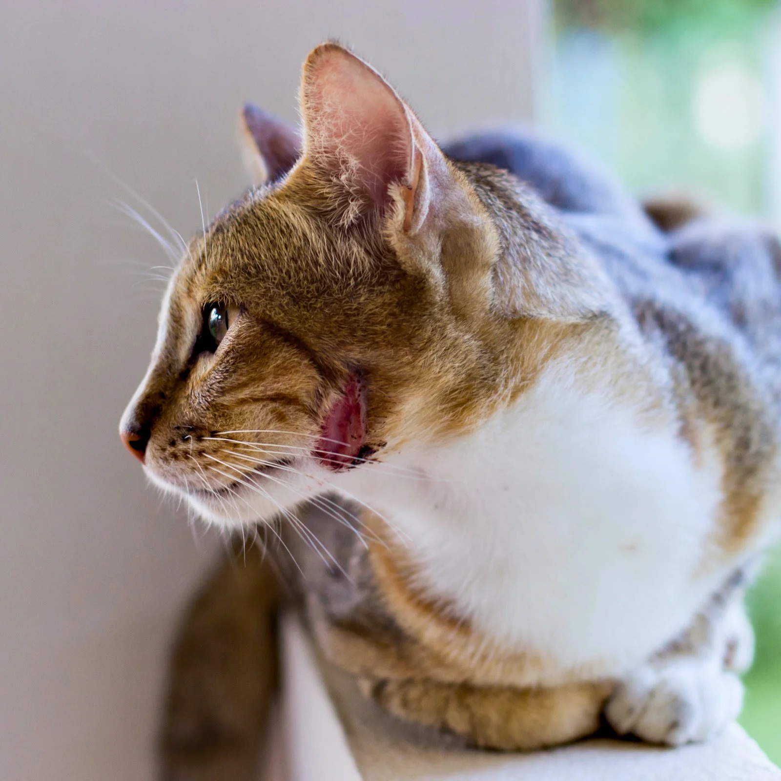Katze sitzt auf einer Mauer und leckt sich das Maul