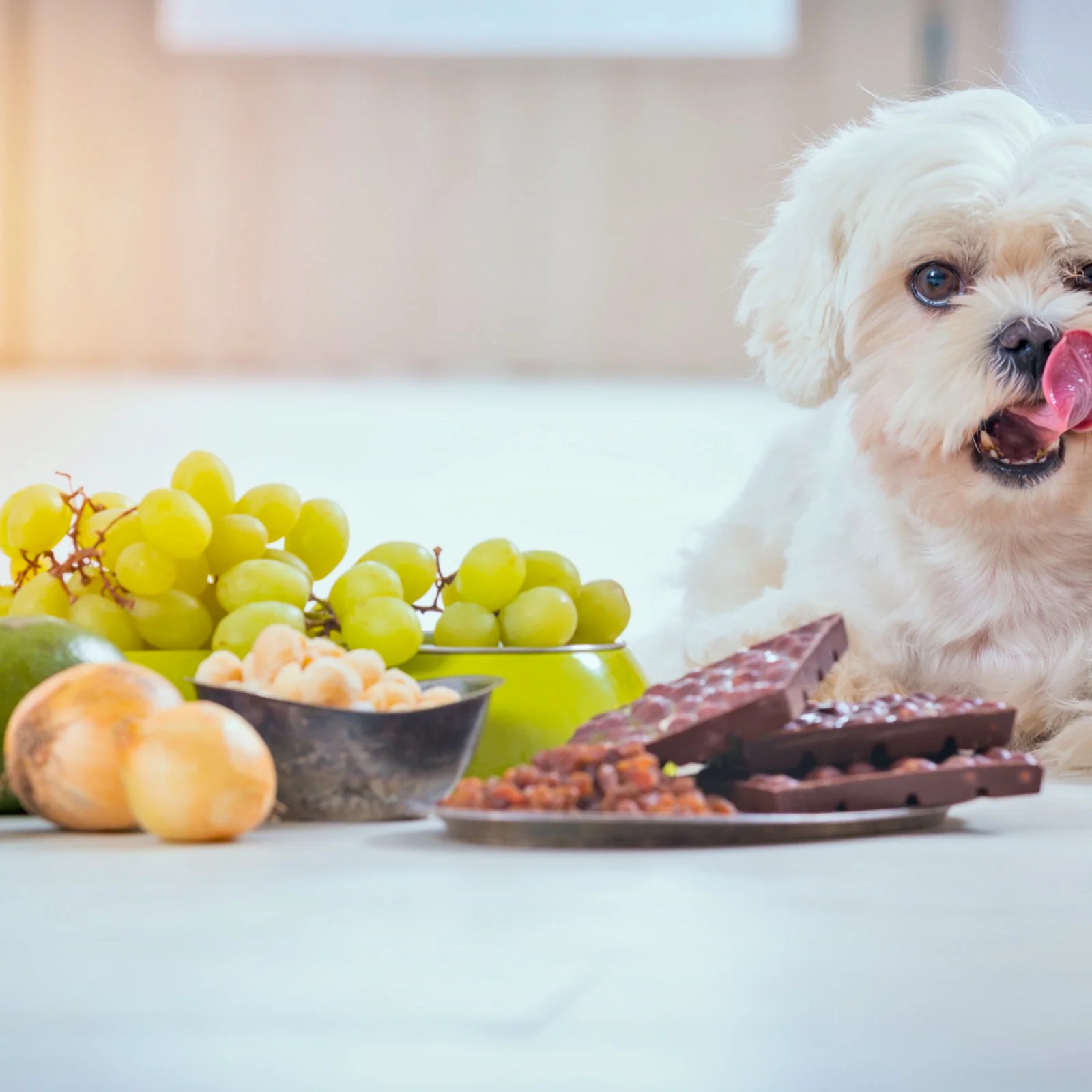 Hund vor Trauben, Zwiebeln und Schokolade