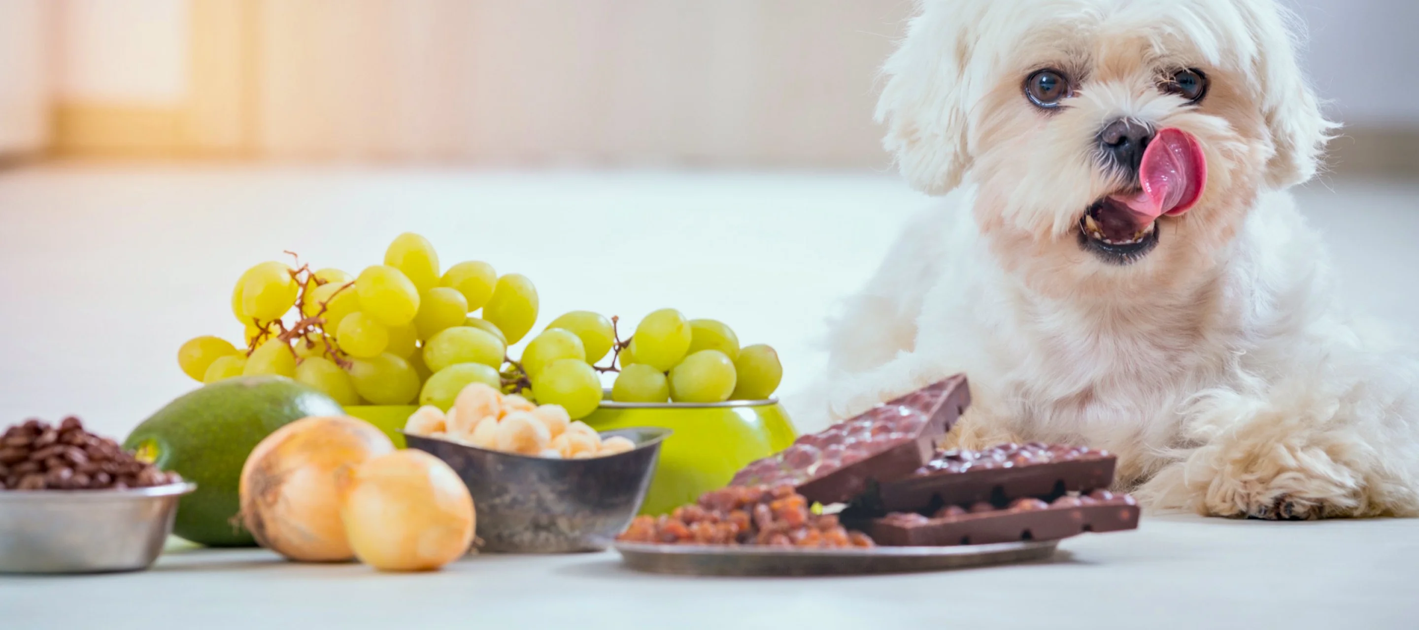 Hund vor Trauben, Zwiebeln und Schokolade