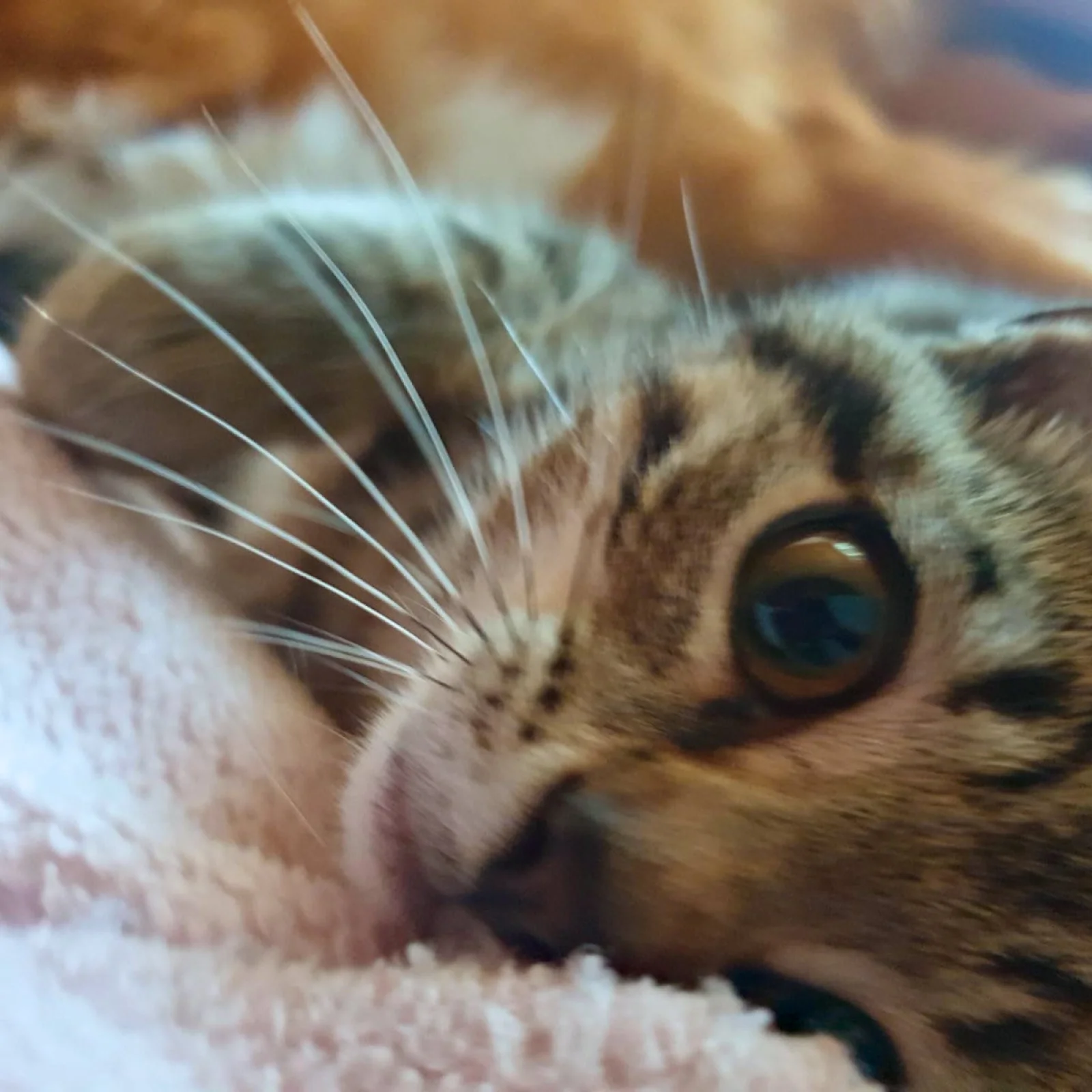 Junge Katze liegt auf einem Tuch